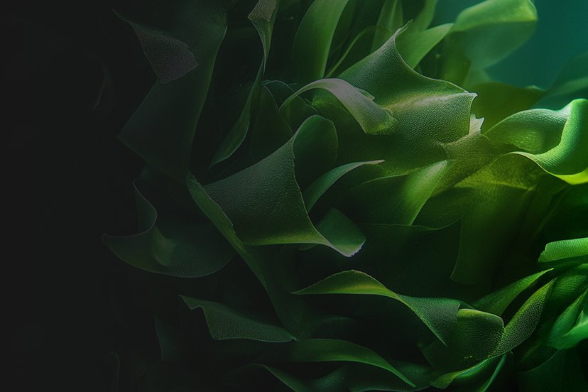 Kelp Extract